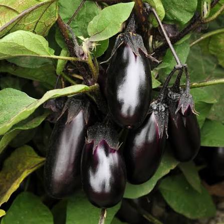 Healthy aubergine plug plants ready for planting in a vegetable garden.