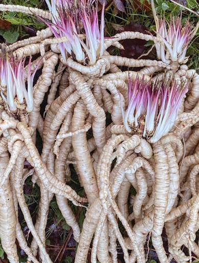 White Skirret plants growing with lush green foliage in a vegetable garden.