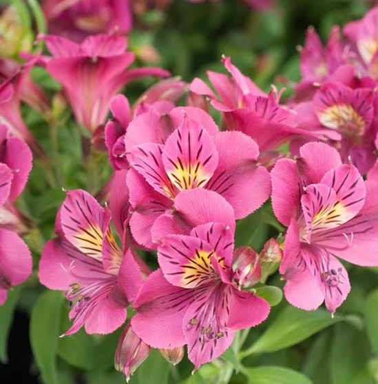 Pink Alstroemeria Seeds - Heirloom Non-GMO Planting Flower Seeds