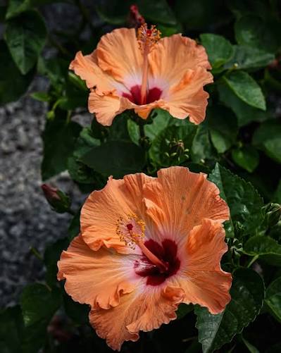 Heirloom Non-GMO Exotic Color Hibiscus Flower Seeds for Planting