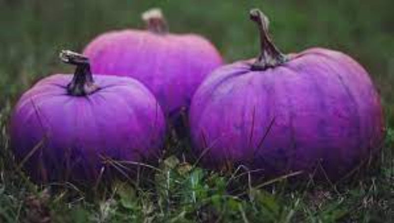 Purple pumpkin Cucurbita pepo seeds for planting in home garden