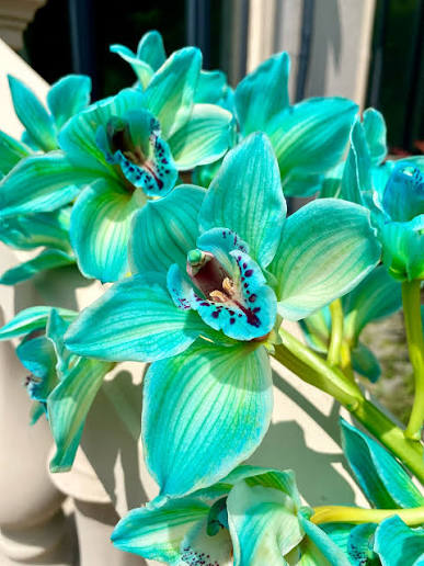 Cymbidium Blue Flower Seeds for Planting – Organic, Heirloom, Non-GMO