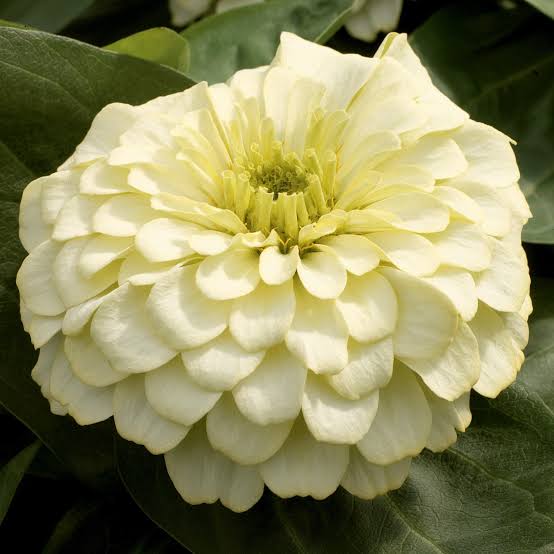 Heirloom Magellan Ivory Zinnia Flower Seeds for Planting – Non-GMO, Colorful Garden Blooms