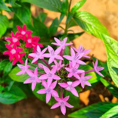 Pentas Flower Seeds – Heirloom Non-GMO Star-Shaped Blooms for Butterfly-Friendly Garden Planting