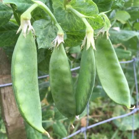 Healthy mangetout plants climbing a garden trellis with lush green leaves.