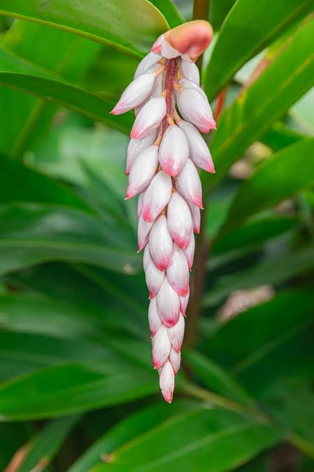 Rhapis Plant Seeds for Planting 100 pcs -Hierloom Flower Seeds