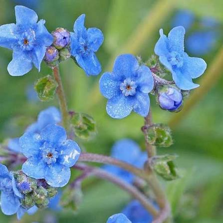 Heirloom Cynoglossum Flower Seeds for Garden Planting, Non-GMO, Blooms for Cottage Gardens