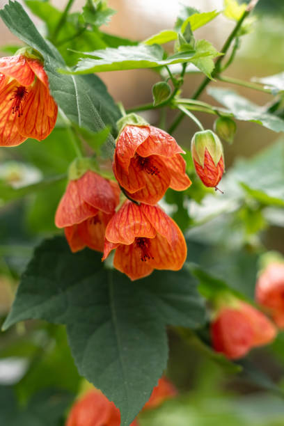 Heirloom Bellvue Flower Seeds, Non-GMO Colorful Garden Blooms for Decorative Planting