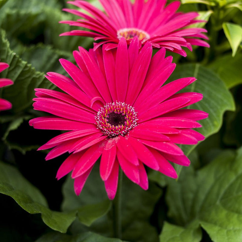 Heirloom Linda Flower Seeds, Non-GMO, Vibrant Blooms for Garden Borders and Containers