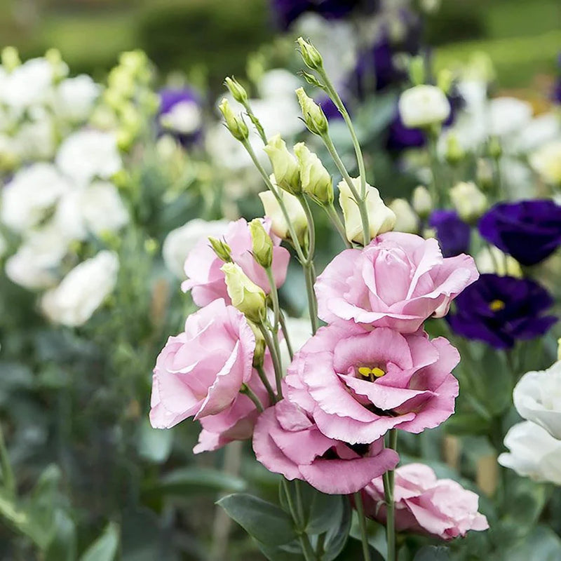 Sapphire Pink Eustoma (Lisianthus) Flower Seeds for Planting - Heirloom, NON-GMO Seeds