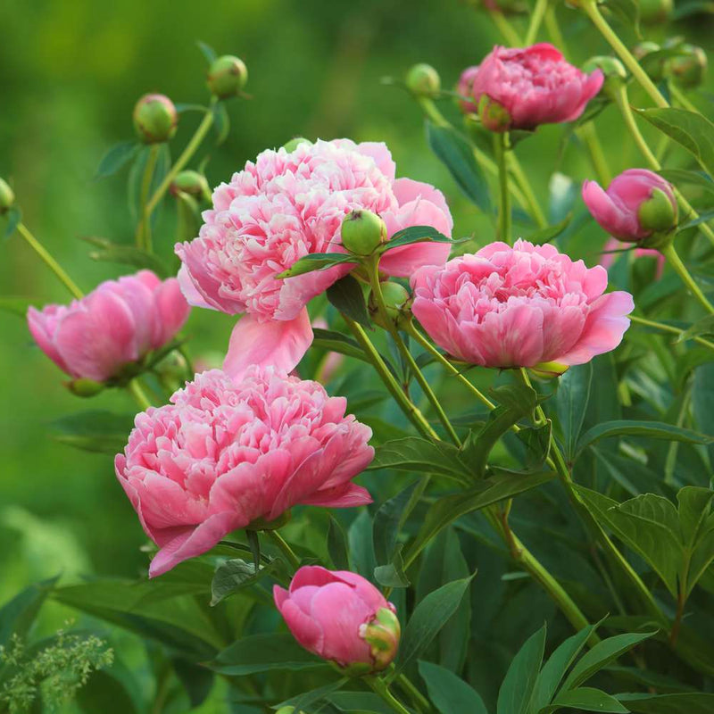 Blooming Flower Seeds for Planting 100 pcs
