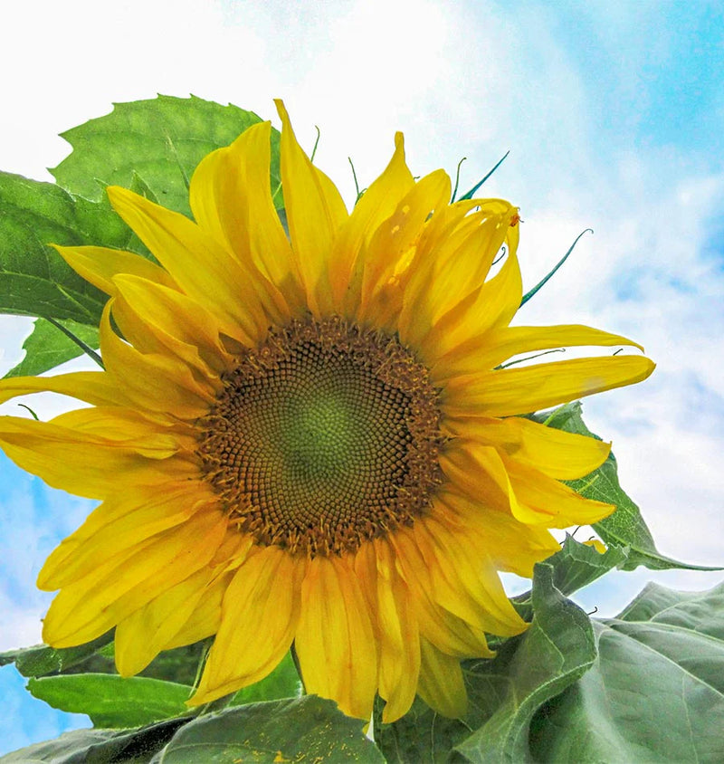 Mongolian Giant sunflower seeds for planting in home gardens