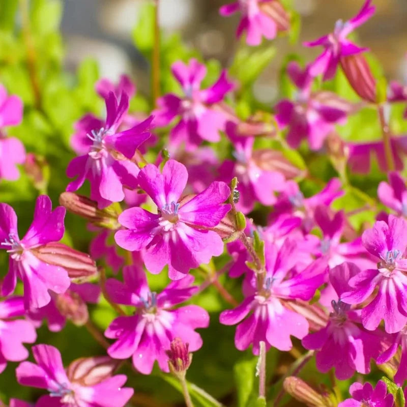 Catchfly Flower Seeds – Heirloom, Non-GMO Flower Seeds for Planting
