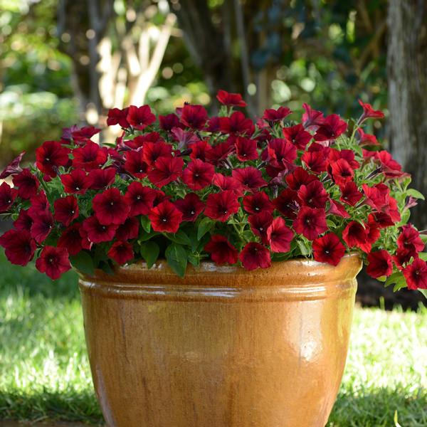 Heirloom Velour Petunia Flower Seeds for Planting - NON-GMO, Easy to Grow, Beautiful Garden Blooms