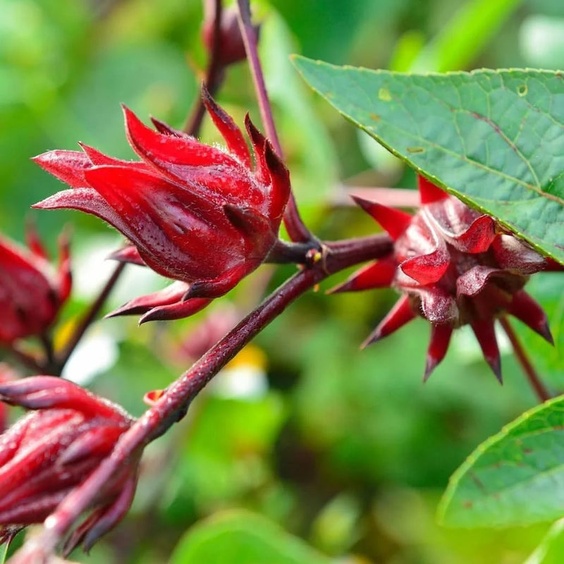 Australian Rosella Hibiscus Flower Seeds for Planting - Hibiscus Sabdariffa Var. Sabdariffa