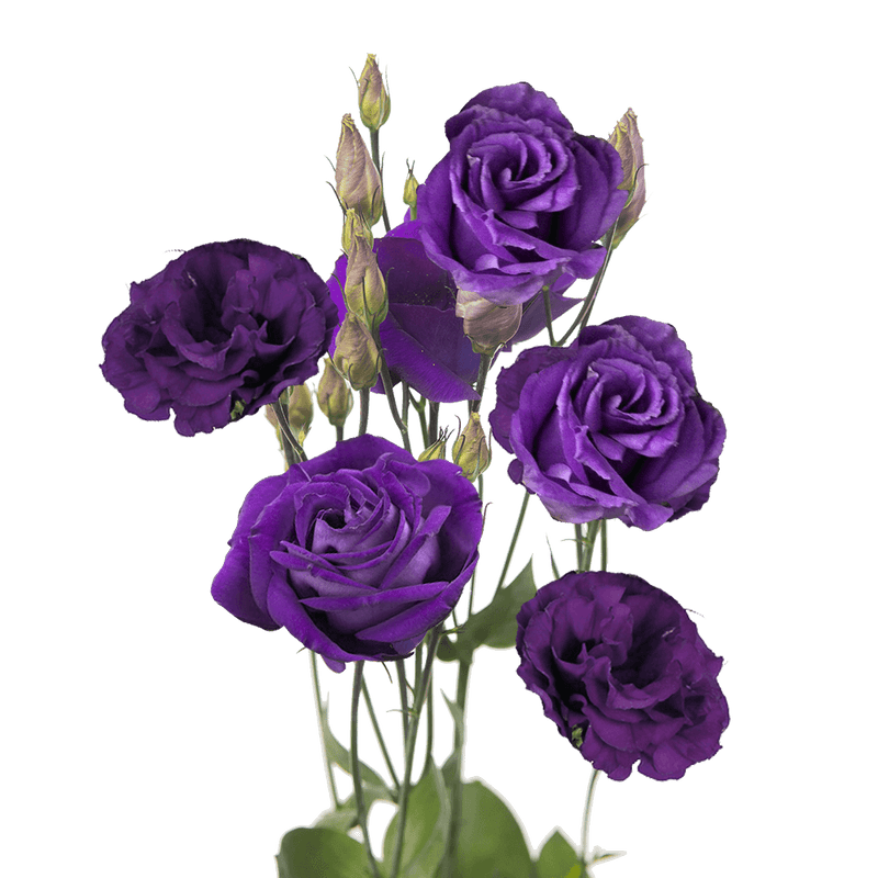 Purple Echo Lisianthus Flower Seeds for Planting - Heirloom, NON-GMO Seeds - Garden Blooms, Easy to Grow - Echo for planting in home garden