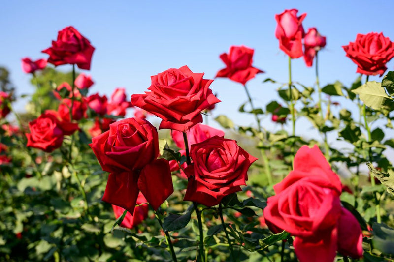 Rose Flower Seeds for Planting – Heirloom, Non-GMO Seeds for Beautiful Garden Blooms - Flower for planting in home garden