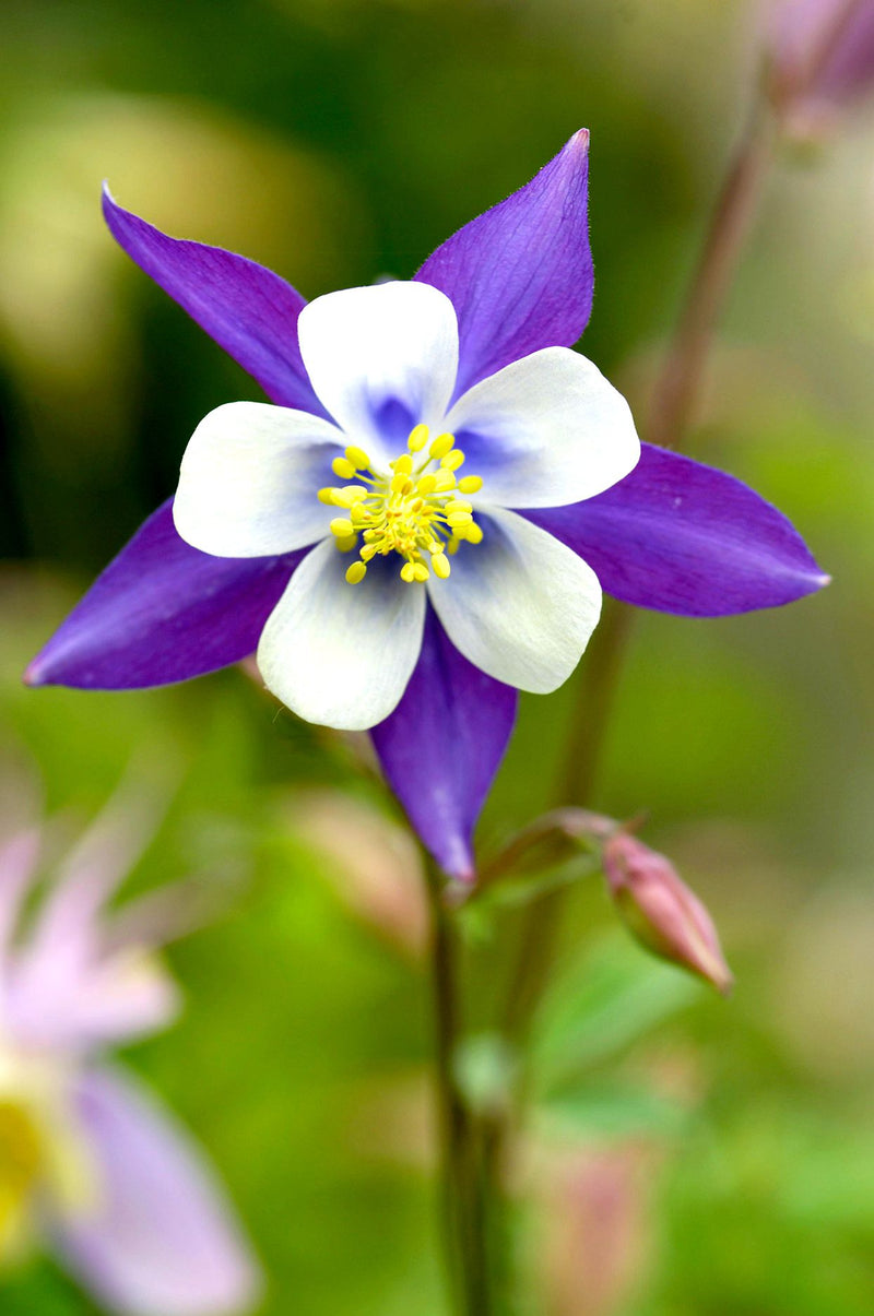 Columbine Flower Seeds Heirloom Non GMO Planting - 100 pcs