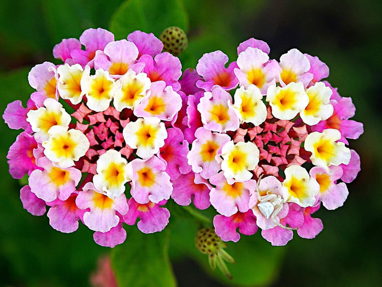 Heirloom Non-GMO Lantana Flower Seeds for Planting for planting in home garden