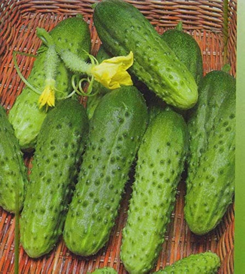 Titus F1 cucumber plants growing in a healthy home garden.