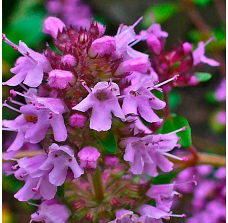 Thymus Serpyllum Flower Seeds for Planting, Heirloom, Non-GMO, 100 pcs