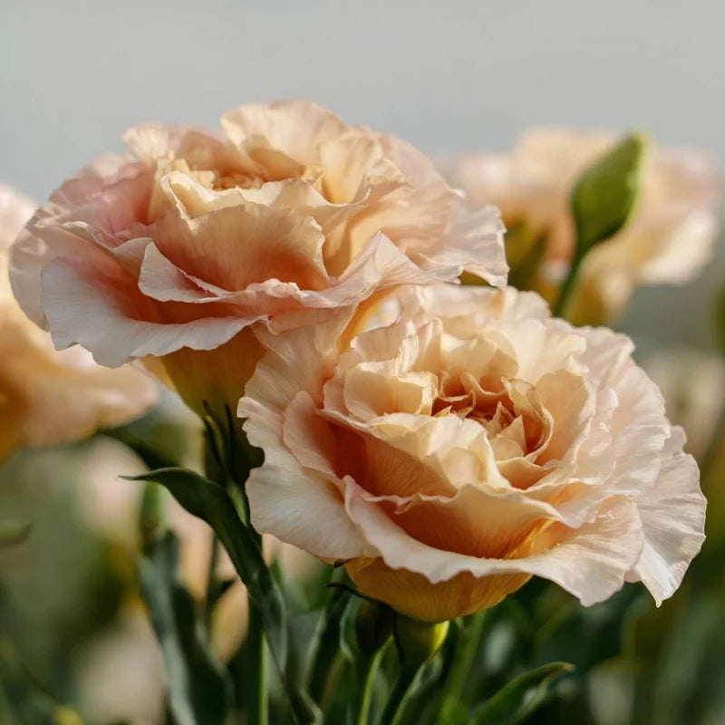 Peach Eustoma (Lisianthus) Flower Seeds for Planting - Heirloom, NON-GMO, Easy to Grow Seeds