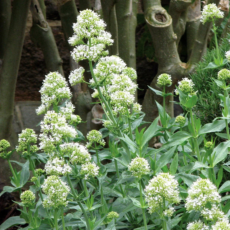 Valeriana Flower Seeds for Planting, Heirloom, Non-GMO, 100 pcs
