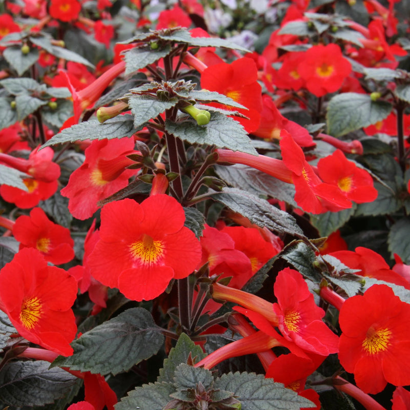 Heirloom Non-GMO Achimenantha Flower Seeds for Planting – Rare Tropical Blooms for Indoor and Shaded Gardens