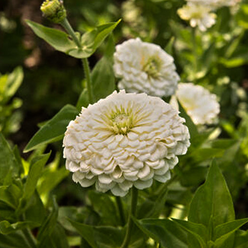 White Green Zinnia Flower Seeds for Planting – Vibrant, Non-GMO Heirloom Garden Seeds