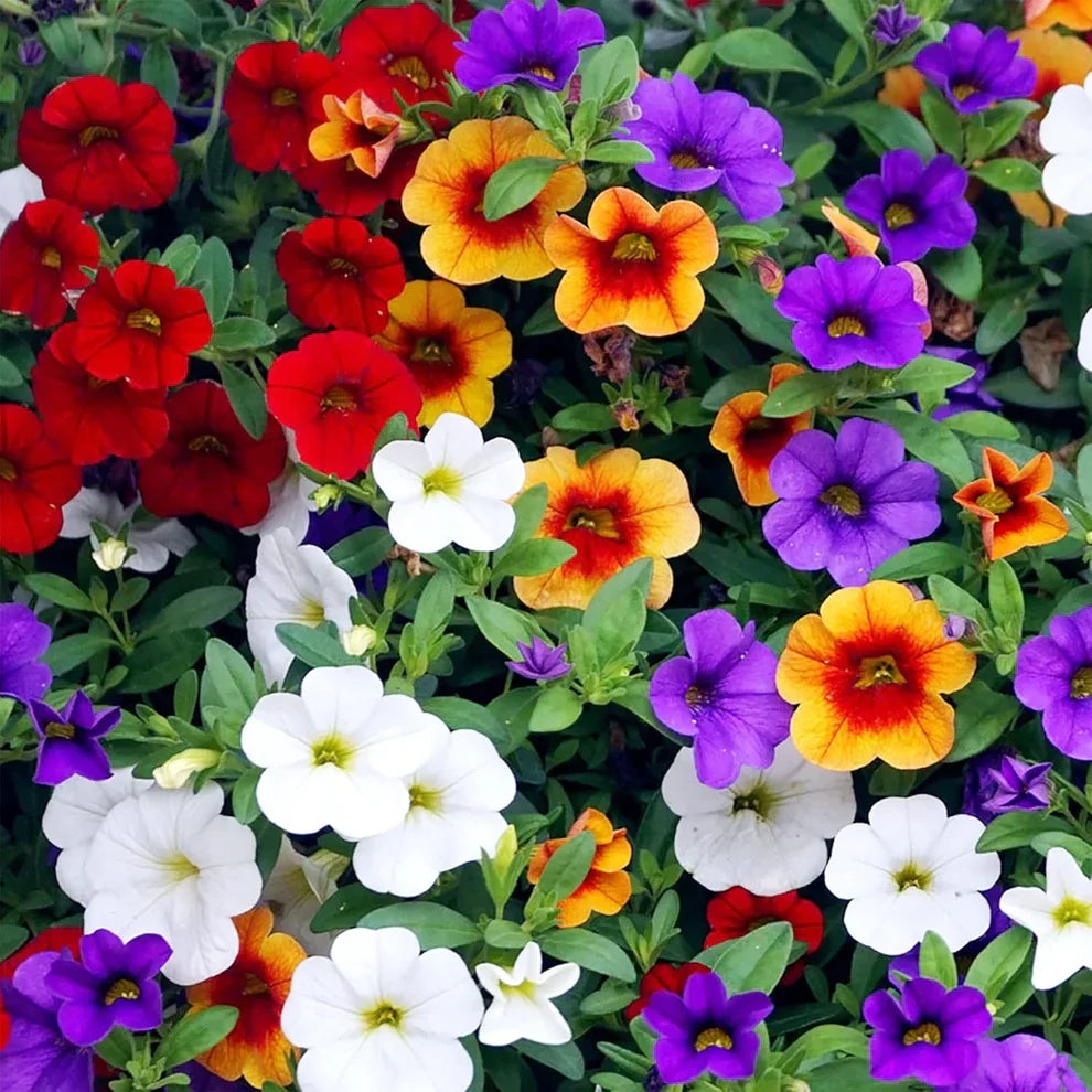 Heirloom Mixed Calibrachoa Flower seeds