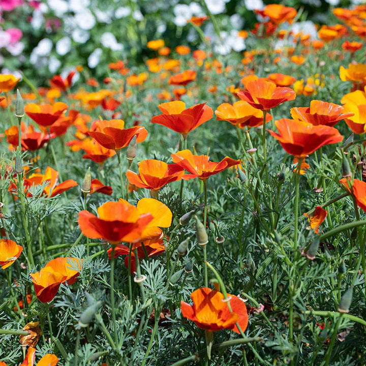 Orange Creeping Thyme Seeds