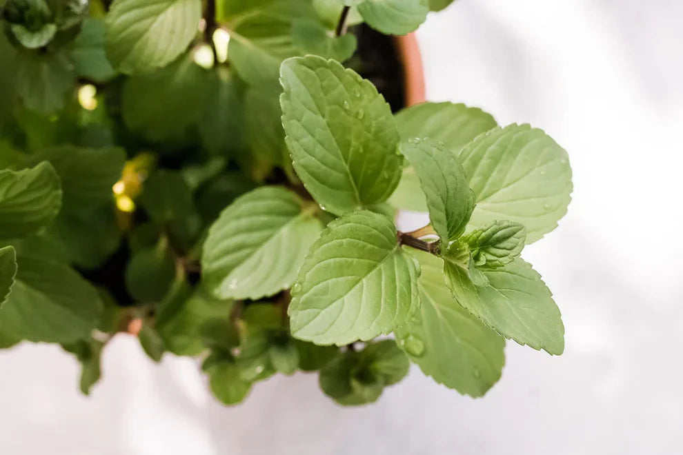 Chocolate Mint Seeds Herb Seeds