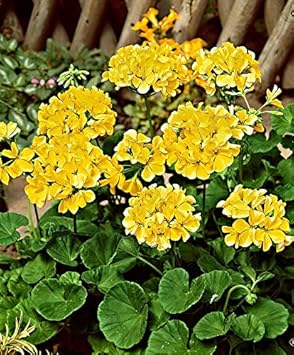 Yellow Geranium Seeds