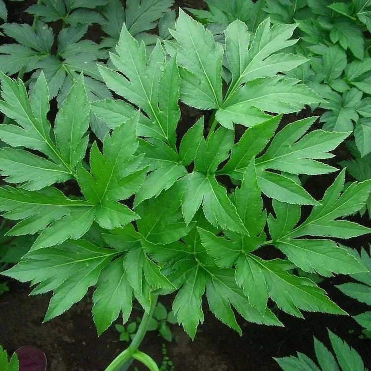 Ashitaba Seeds For Planting
