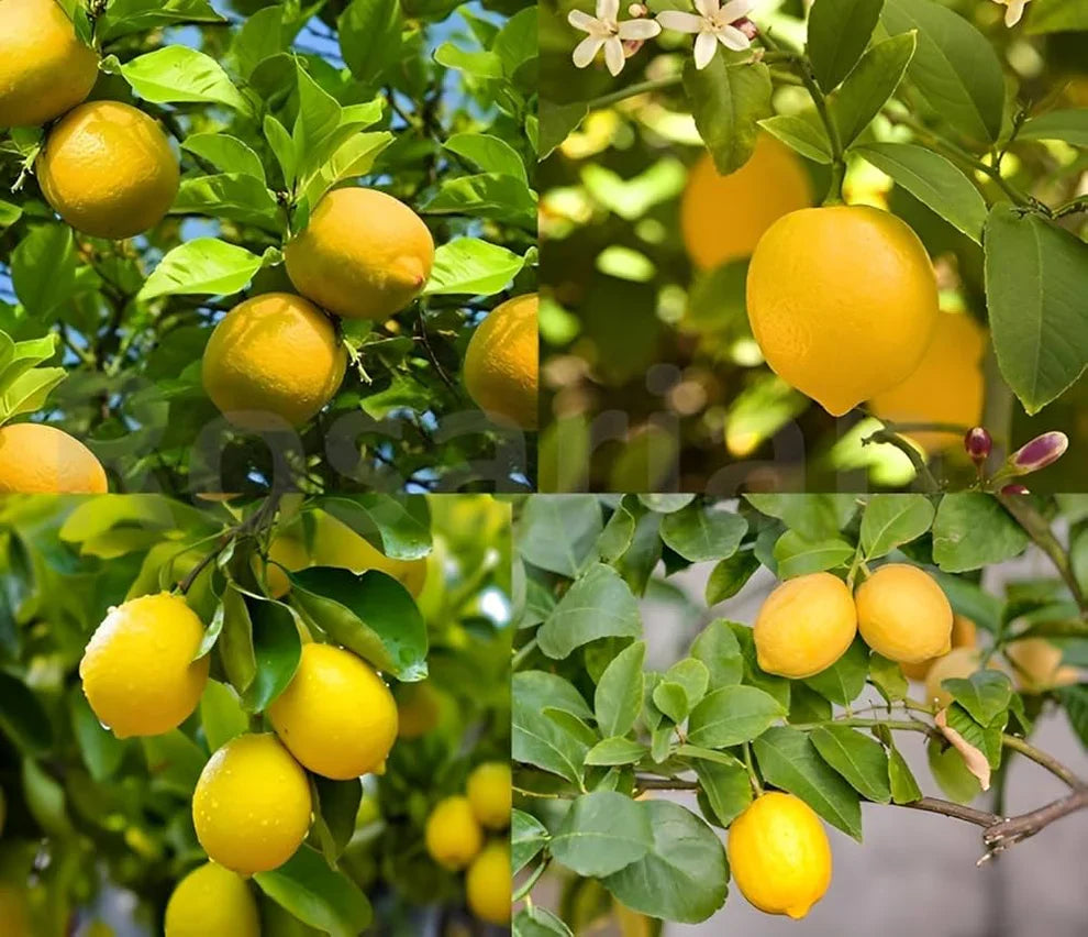 Meyer Dwarf Lemon Tree Seeds