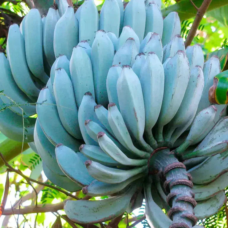 Blue Java Banana Fruit Seeds