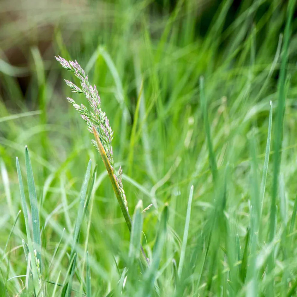 Buffalo Grass Seeds