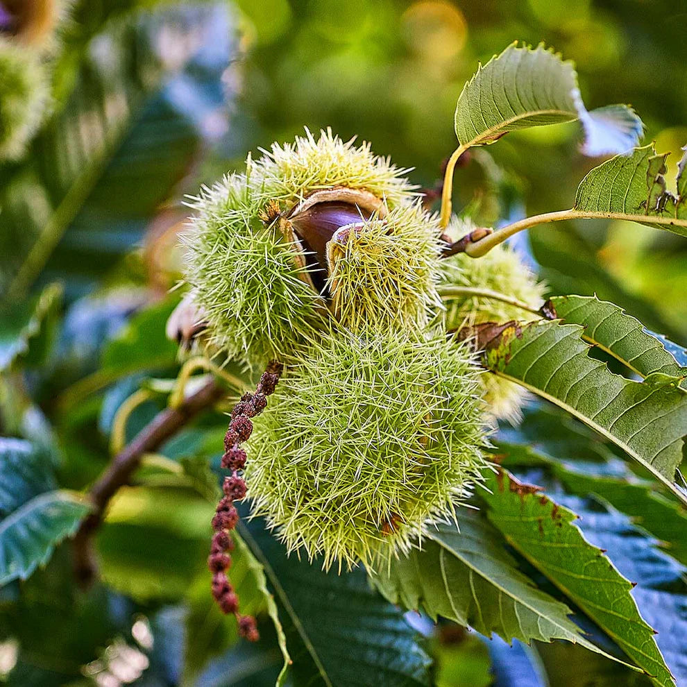 Chestnut Seeds