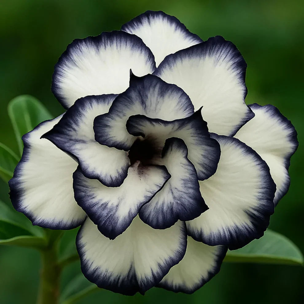 Desert Rose Seeds