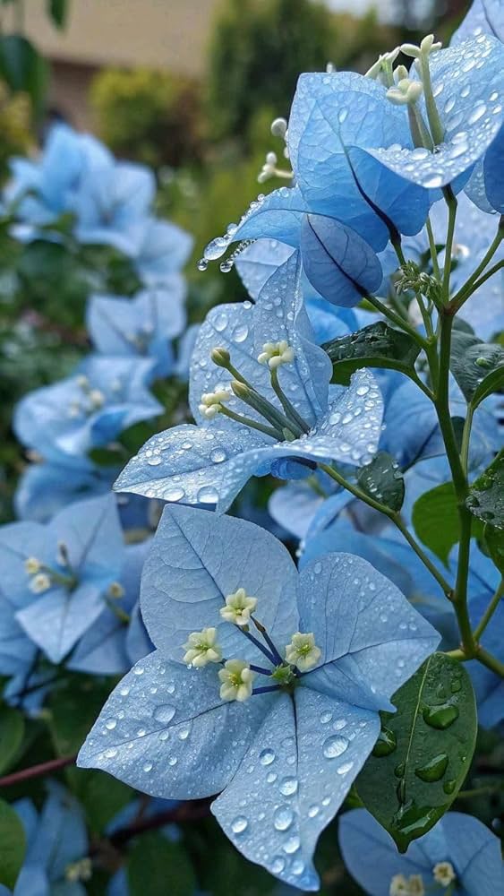 Blue Bougainvillea Flower Seeds