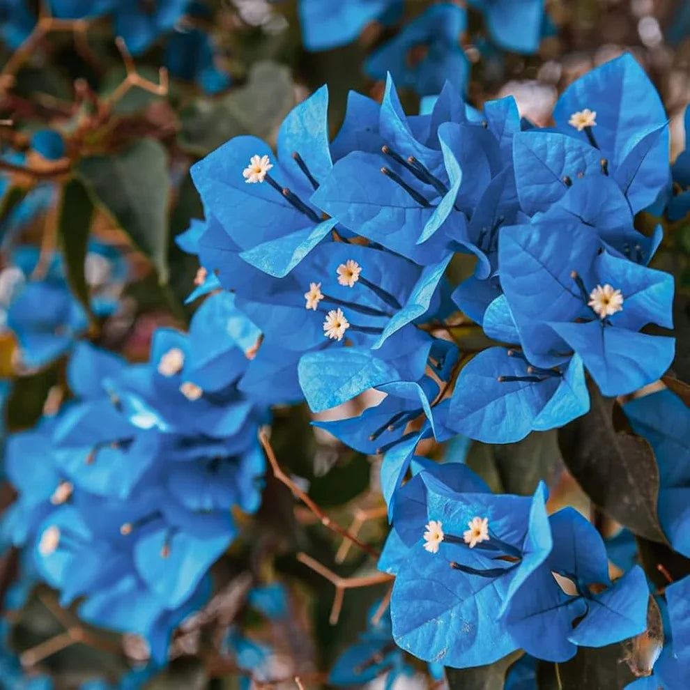 Blue Bougainvillea Spectabilis Seeds