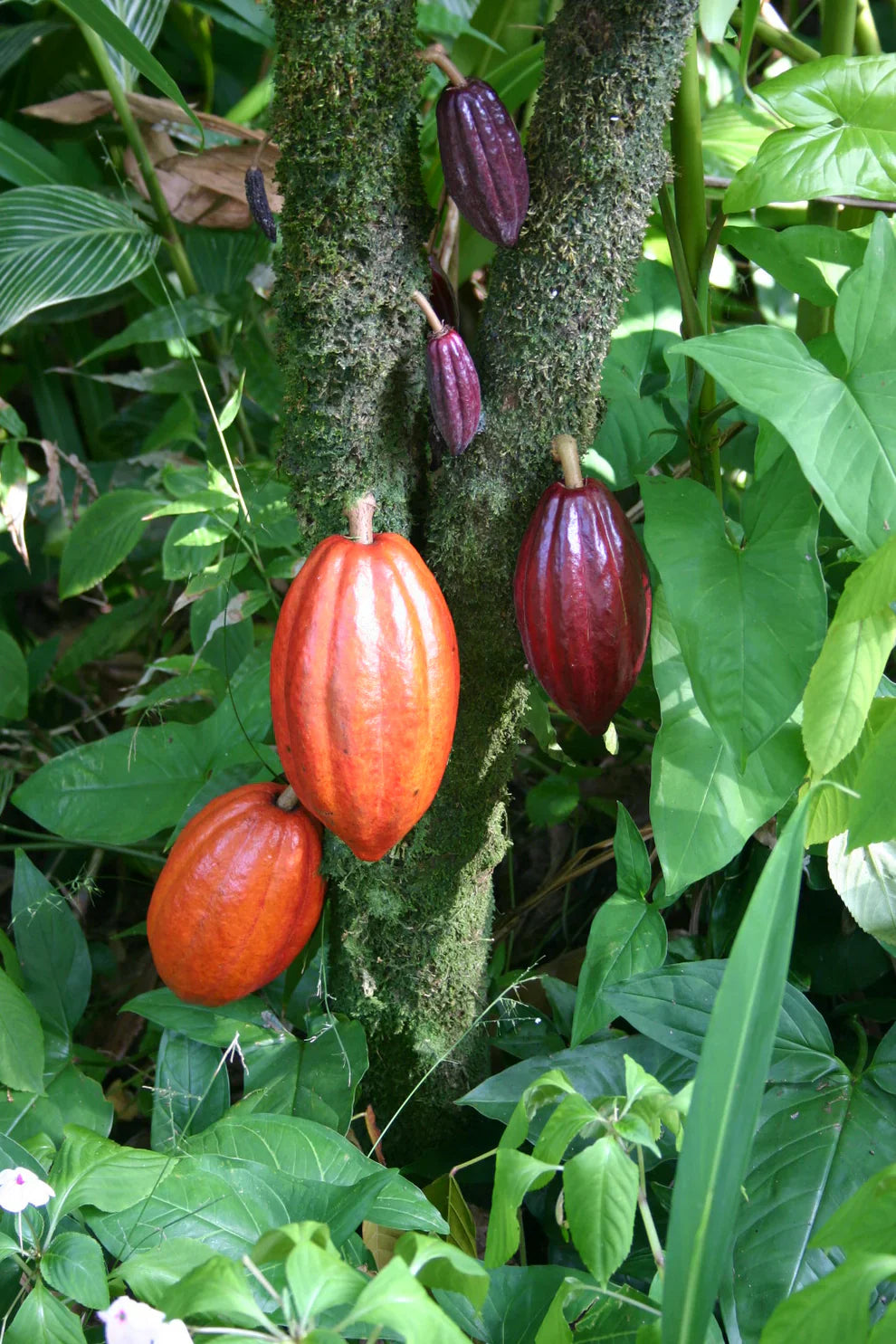 Cacao Fruit Seeds