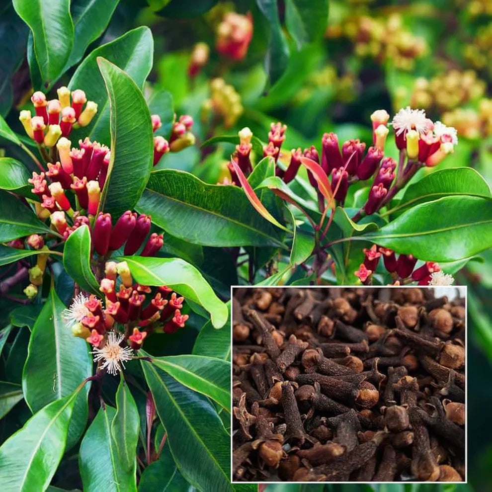 Clove Seeds Syzygium aromaticum