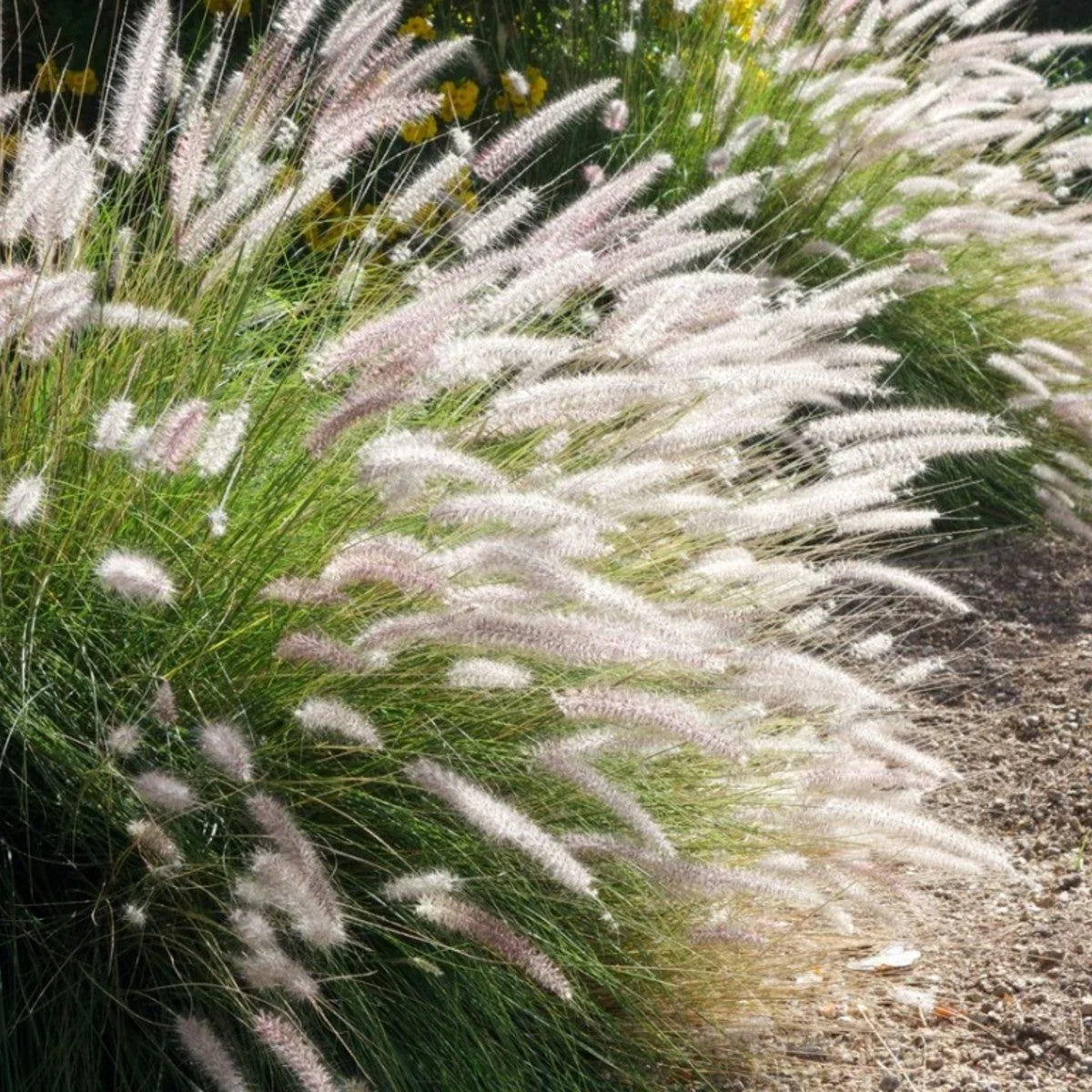 Evergreen Lawn Perennial Grass Poa pratensis Seeds