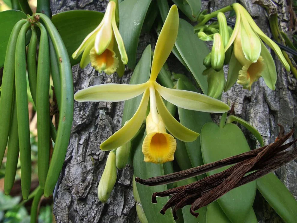 Exotic Vanilla Bean Plant Seeds