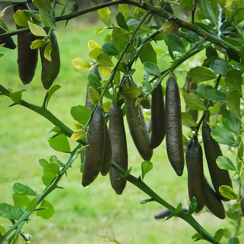Finger Lime Seeds