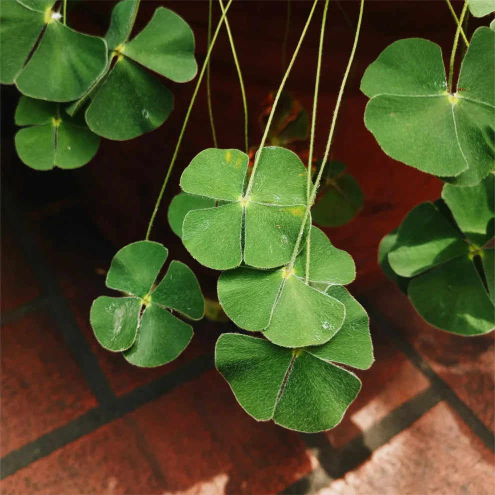 Four Leaf Clover Seeds