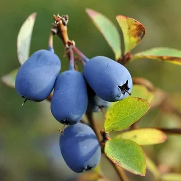 Honeyberry (Blue Honeysuckle) Lonicera caerulea Edible Fruit Shrub Seeds