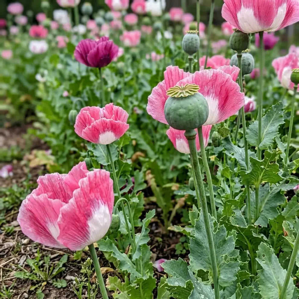 Afghan Special Poppy Seeds