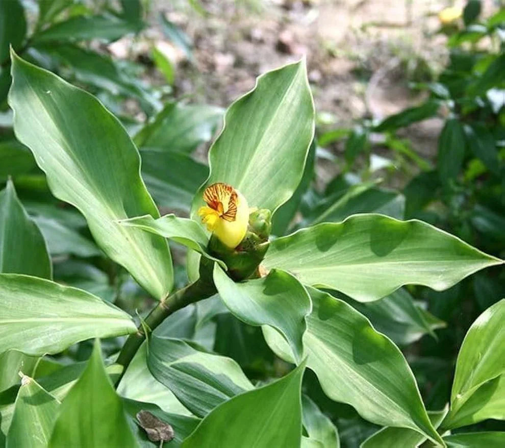 Insulin Plant Seeds